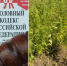 Поступило уголовное дело в отношении местного жителя, обвиняемого  по ч.1 ст.231, ч.2 ст.228 УК РФ - Ржаксинский районный суд